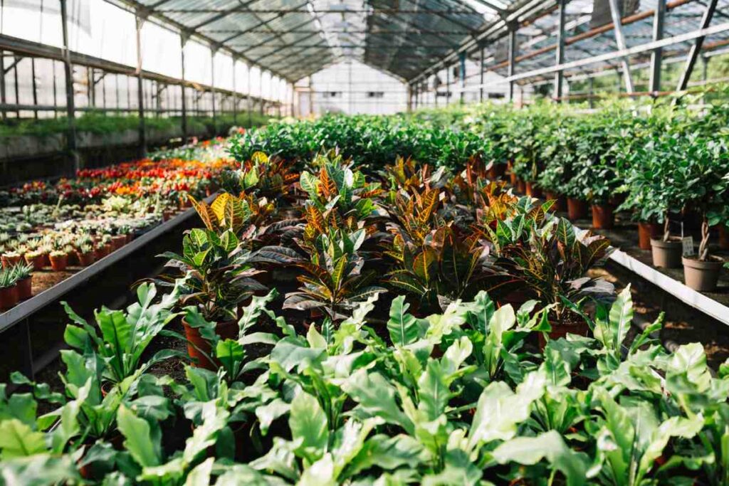 The Benefits of Plant Nurseries Webfreen.com: Enhancing Green Spaces, Economy, and Well-Being